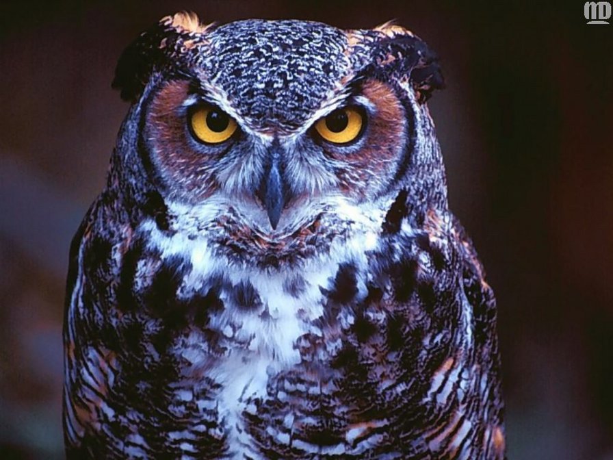 Сова - птицы, совы - оригинал