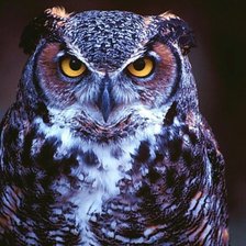 Схема вышивки «Сова»