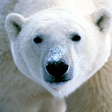 Схема вышивки «Белый медведь»