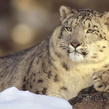 Снежная киса Серия 