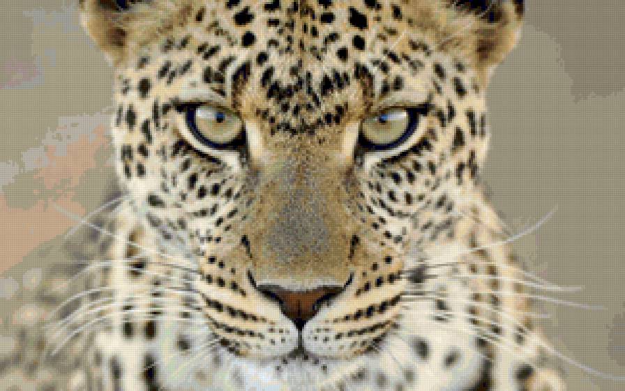 Взгляд леопарда Серия "Дикие кошки" - леопард, взгляд, животные - предпросмотр