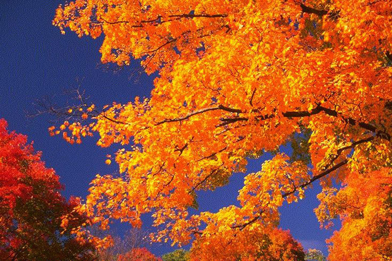 osen' - оригинал