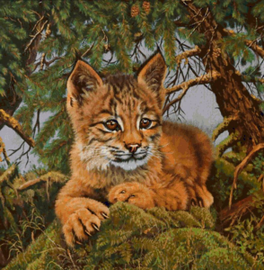 рысенок - кошки, хищники - предпросмотр