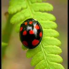 Схема вышивки «божья коровка»
