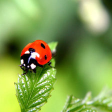 Схема вышивки «божья коровка»