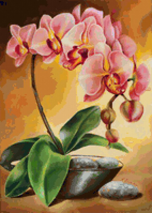 Розовый цветок - розовый цветок - предпросмотр