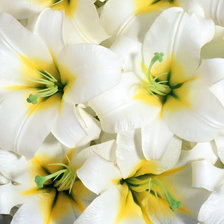 Схема вышивки «лилии»