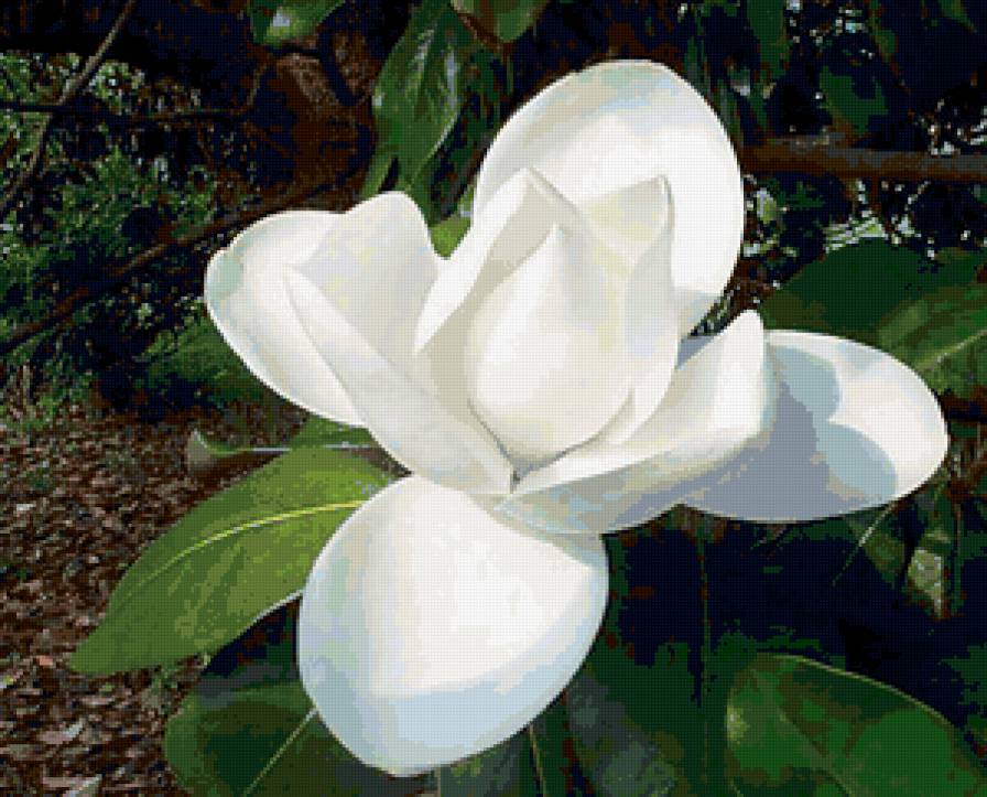 магнолия - цветы - предпросмотр