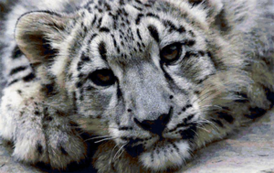 Леопард - леопарды, животные, кошки - предпросмотр