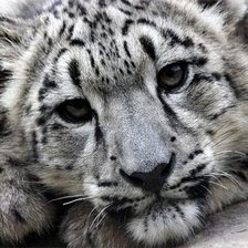 Схема вышивки «Леопард»