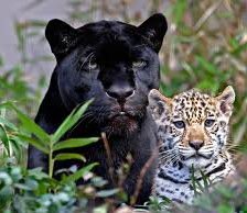 Схема вышивки «Дикие кошки»