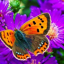 Схема вышивки «№119296»