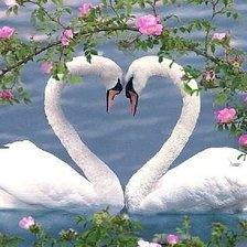 Схема вышивки «Лебединая любовь»