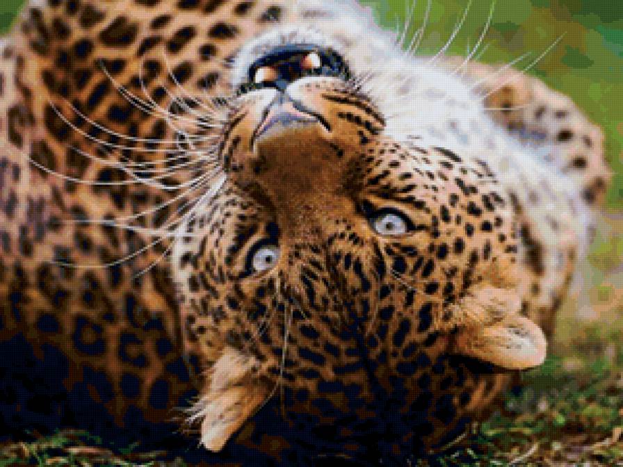 кошка1 - лев, тигр, леопард, гепард, большая кошка - предпросмотр