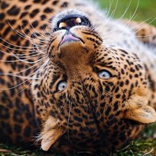 Схема вышивки «кошка1»