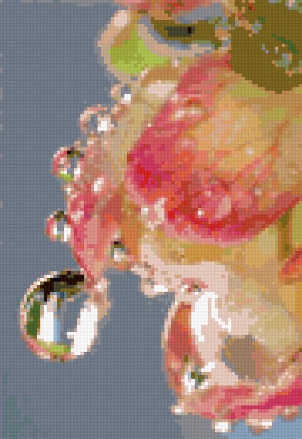 Капля с розы - роза, цветы - предпросмотр