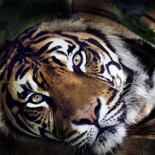 Схема вышивки «Взор тигра»