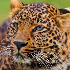 Схема вышивки «кошка2»