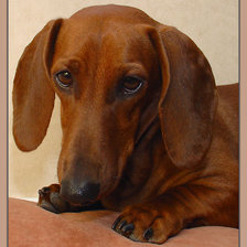 Схема вышивки «такса1»