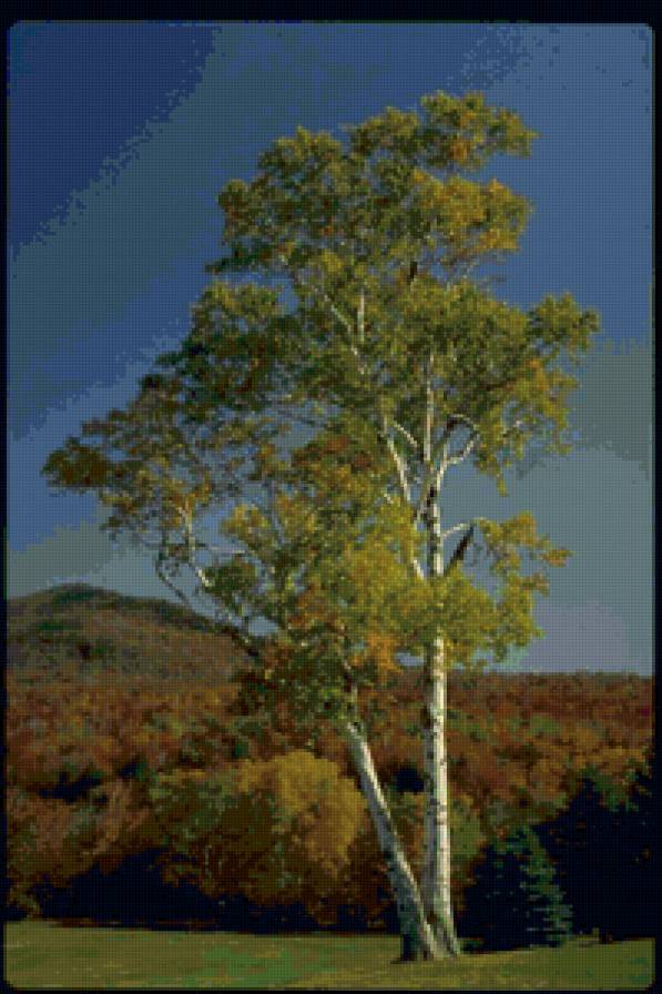 русская береза - природа, картина, пейзаж - предпросмотр