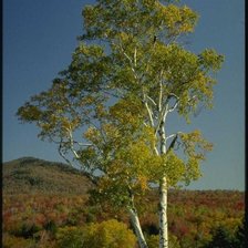 русская береза