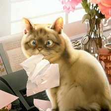 Схема вышивки «Котик»