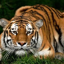 Схема вышивки «кошка3»