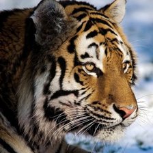 Схема вышивки «кошка4»