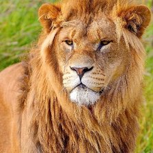 Схема вышивки «кошка5»