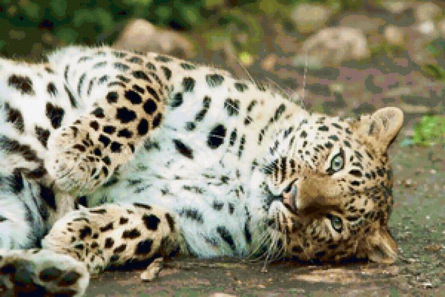 кошка6 - гепард, леопард, лев, тигр, большая кошка - предпросмотр