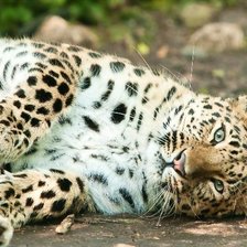 Схема вышивки «кошка6»