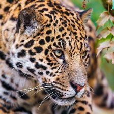 Схема вышивки «кошка8»