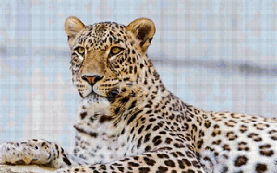 кошка9 - леопард, гепард, лев, большая кошка, тигр - предпросмотр