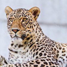 Схема вышивки «кошка9»