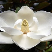 Схема вышивки «№119908»