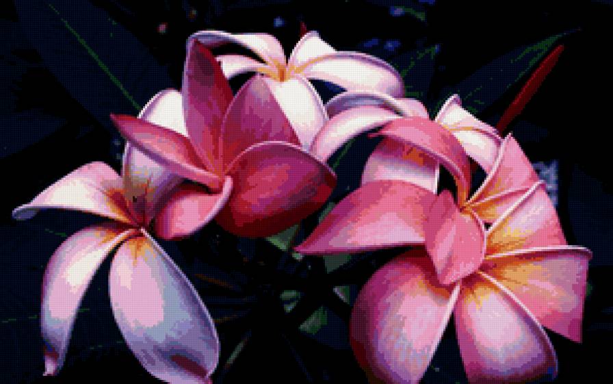 №119920 - цветы - предпросмотр