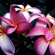 Схема вышивки «№119920»