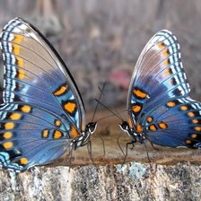 Схема вышивки «№119926»