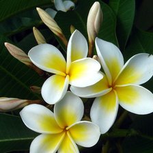 Схема вышивки «№119939»