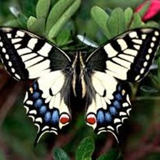 Схема вышивки «№119947»