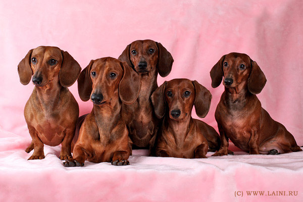 таксы - оригинал