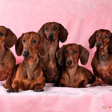 Схема вышивки «таксы»