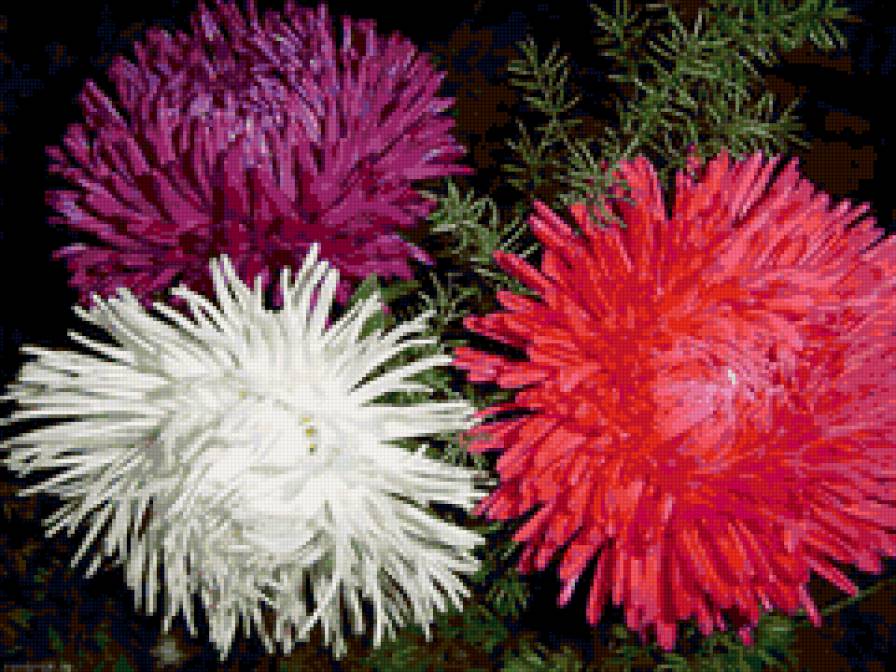 Астры - цветы - предпросмотр