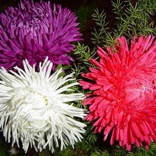 Схема вышивки «Астры»