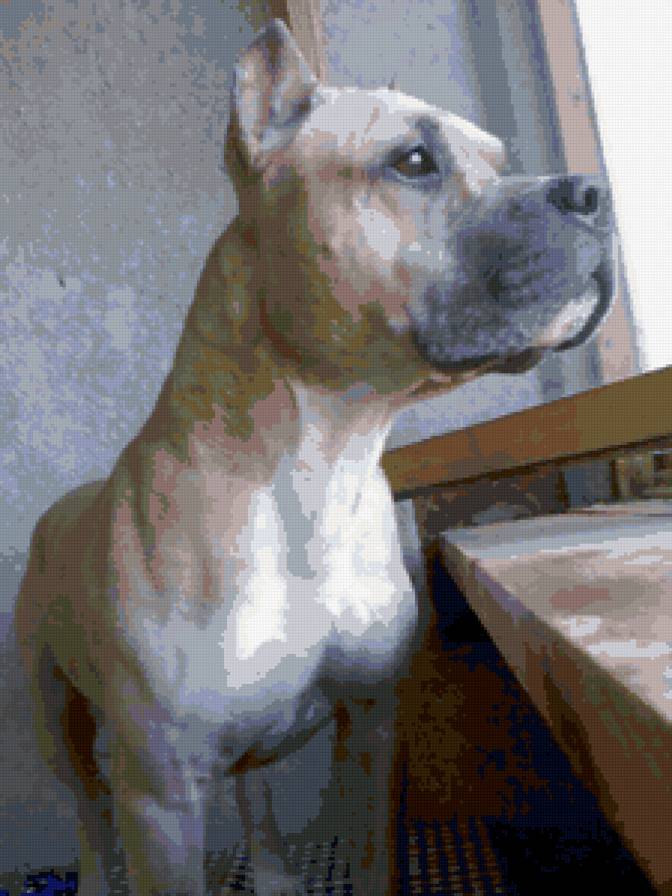 Котячий - американский стаффордширский терьер, стаффорд, амстафф, собака - предпросмотр