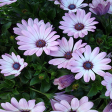 Схема вышивки «№120097»