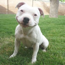 Схема вышивки «Собака-улыбака=)»