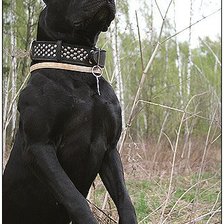 Енсон Блек Пит прайт