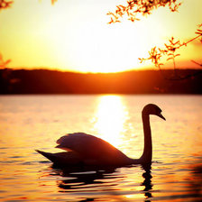 Схема вышивки «лебедь»