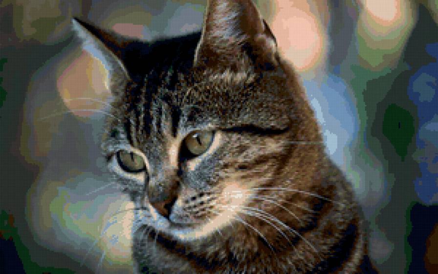 Серый задумчивый котэ - кот, животные, кошка, котэ - предпросмотр